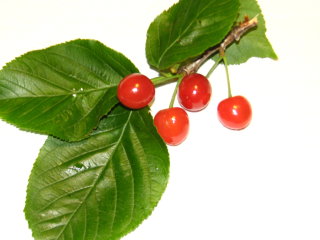 cherry